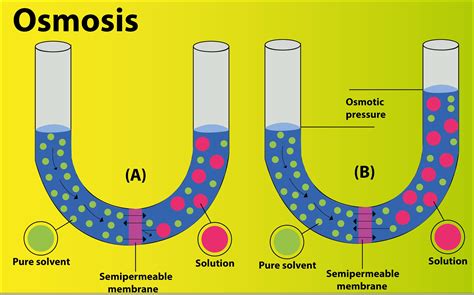 osmosis selectively permeable membrane